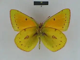 Colias lesbia