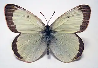 Colias marcopolo