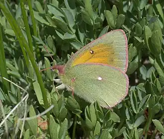 Colias meadii