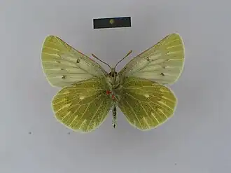 Colias nebulosa