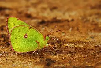 Colias nilagiriensis