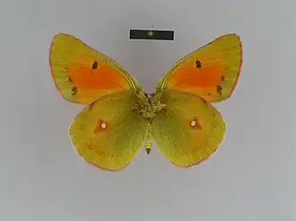 Colias regia