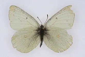 Colias scudderii