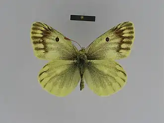 Colias sifanica