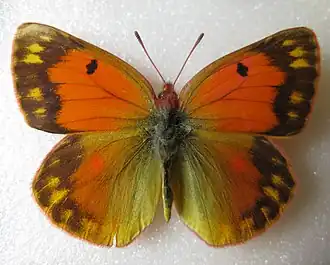 Colias staudingeri
