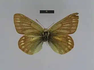 Colias tamerlana