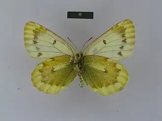 Colias thrasibulus