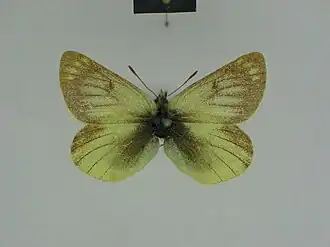 Colias weberbaueri
