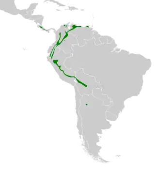 Kleine violetoorkolibrie