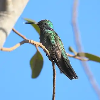 Witbuikvioletoorkolibrie