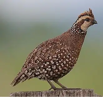 Kuifbobwhite