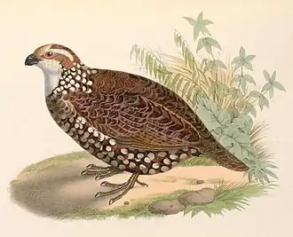 Vlekbuikbobwhite