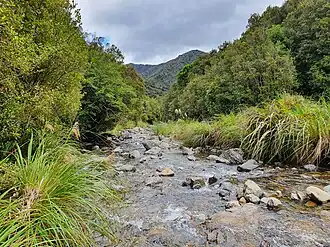 Bossen in de lagere delen van het gebergte
