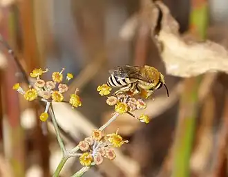 Colletes abeillei