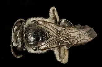 Colletes brevicornis