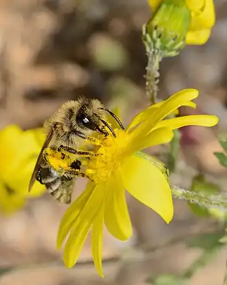 Colletes cariniger