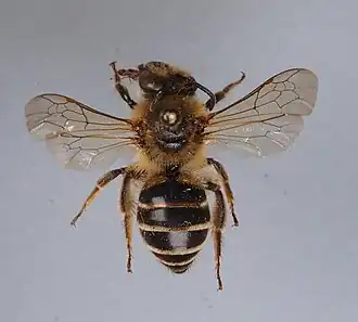 Colletes collaris