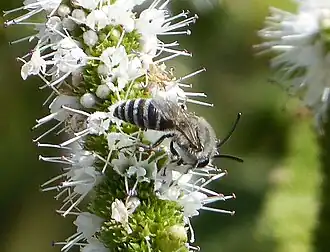 Colletes nigricans