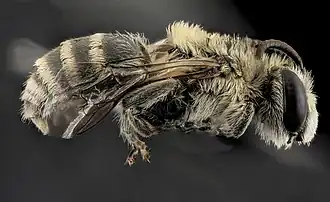 Colletes titusensis