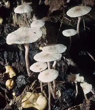 Okerknolcollybia