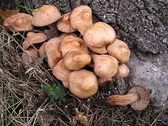 Spoelvoetcollybia