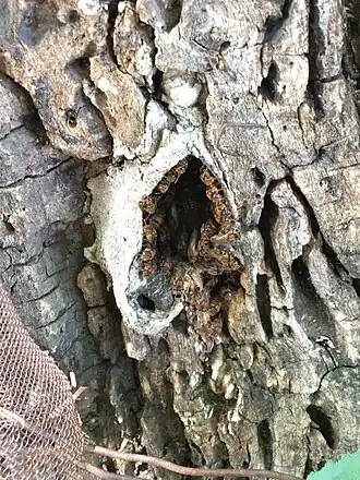 Scaptotrigona hellwegeri