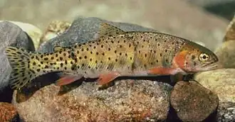 Oncorhynchus clarkii pleuriticus