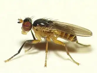 Colobaea punctata