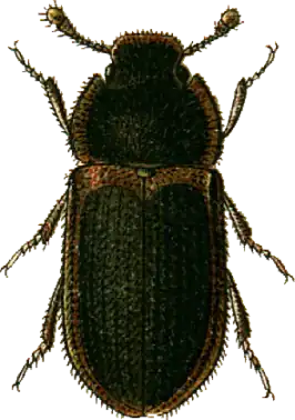 Colobicus marginatus