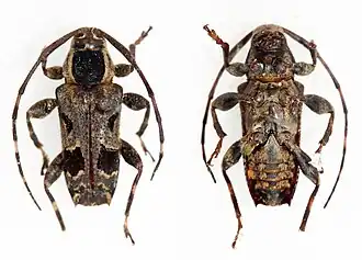 Colobothea assimilis