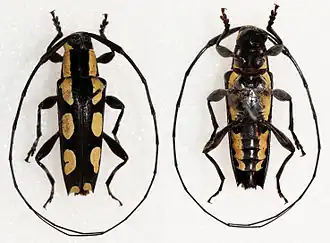 Colobothea cassandra