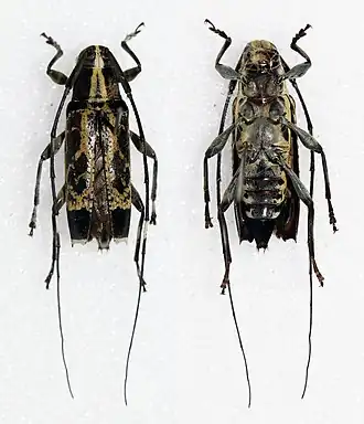 Colobothea forcipata