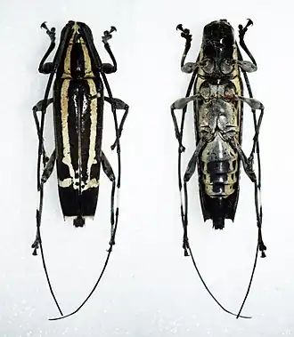 Colobothea lunulata
