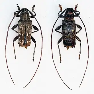 Colobothea meleagrina