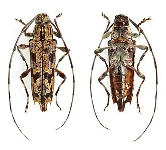 Colobothea passerina