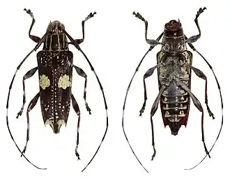 Colobothea securifera