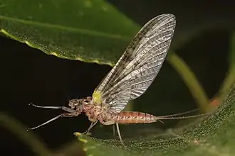 Coloburiscus humeralis