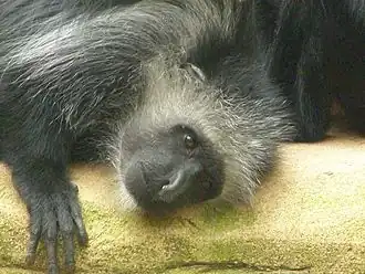 West-Afrikaanse franjeaap