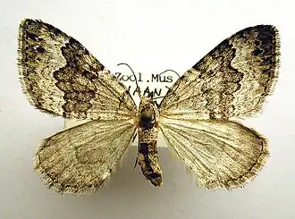 Colostygia aptata
