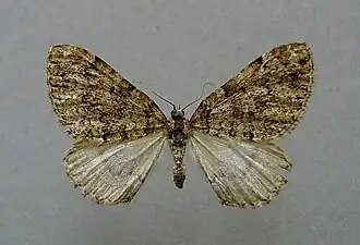 Colostygia kollariaria