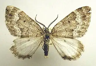 Colostygia turbata