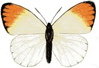 Colotis aurora