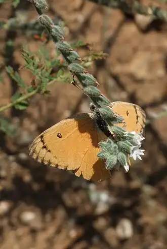 Colotis fausta