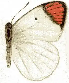 Colotis guenei