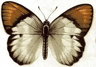 Colotis hildebrandti