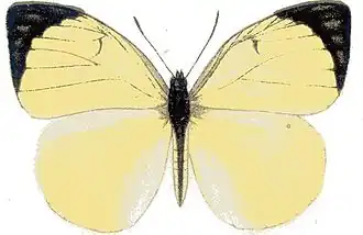Colotis mananhari