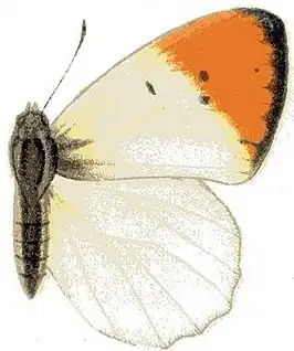 Colotis subfasciatus