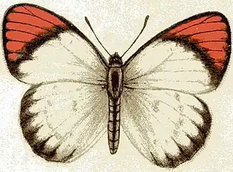 Colotis annae