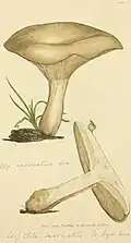 Clitocybe inornata