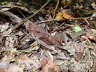 Colpolopha latipennis